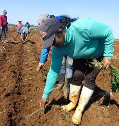 Apoyan jóvenes en Yaguajay programas para la producción de alimentos