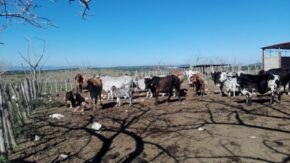 Ley de Soberanía Alimentaria no alcanza despegue definitivo en Taguasco
