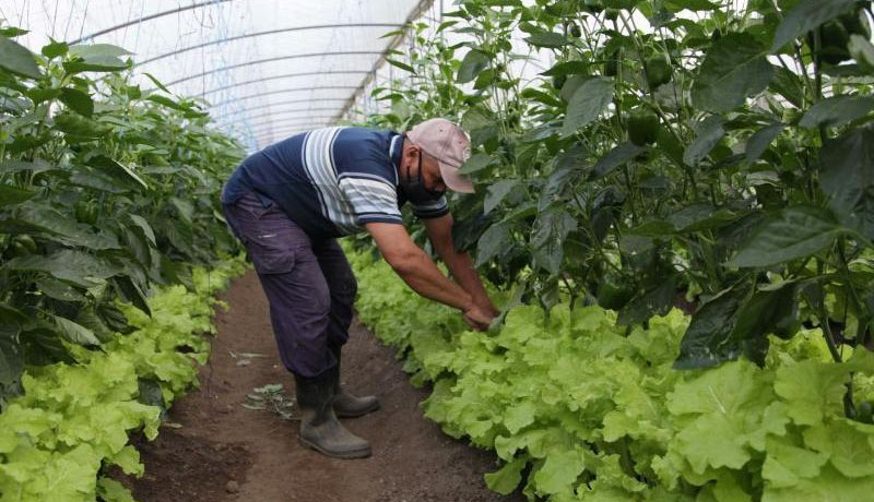 Diseñan en Jatibonico estrategia para siembras invernales de cultivos varios