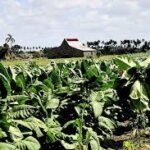 Vegueros espirituanos por resarcir atrasos rumbo a próxima campaña