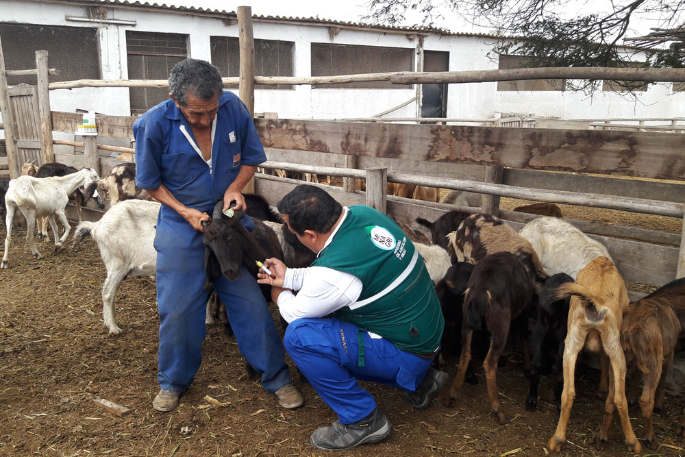 Los “médicos” de los animales en Cuba