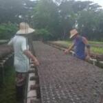 Aseguran posturas en vivero tecnificado de Yaguajay
