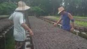 Aseguran posturas en vivero tecnificado de Yaguajay