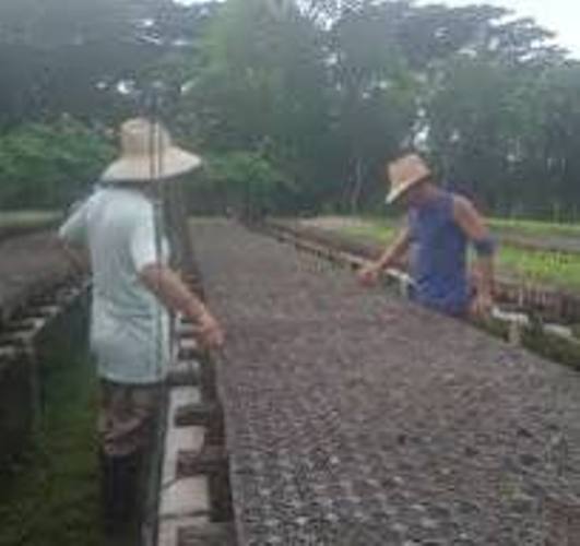 Aseguran posturas en vivero tecnificado de Yaguajay