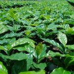 Inmerso Jatibonico en desarrollar programa de reforestación de coco y café