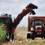 Azucareros del Uruguay retoman protagonismo en esta zafra