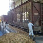 Avanza la zafra contra viento y marea en Tuinucú