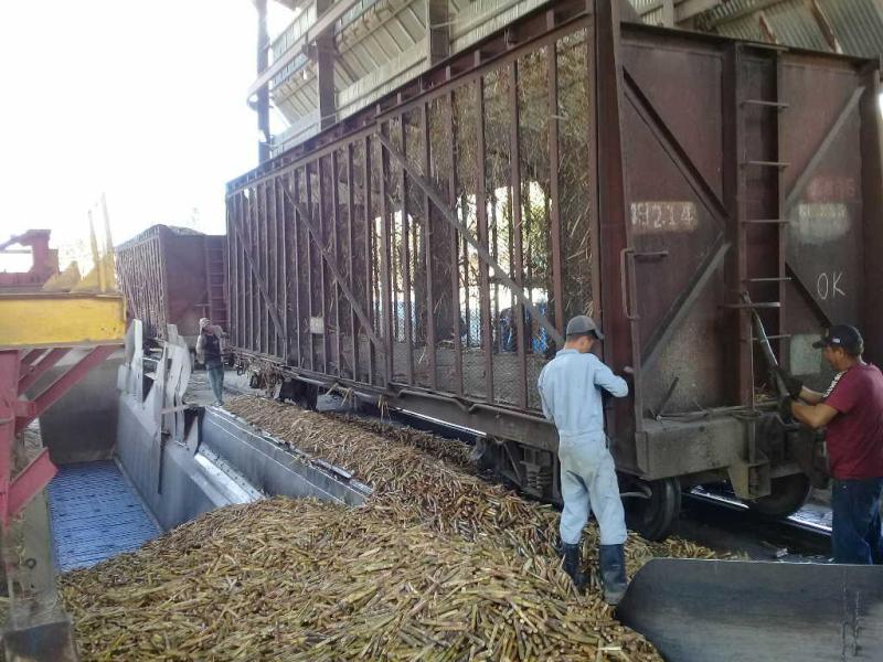 Avanza la zafra contra viento y marea en Tuinucú