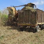 Hombres que lo dan todo por la zafra (+fotos)