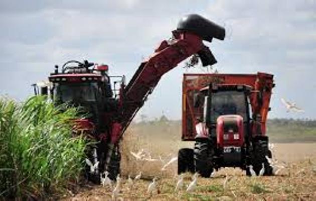Azucareros del Uruguay retoman protagonismo en esta zafra